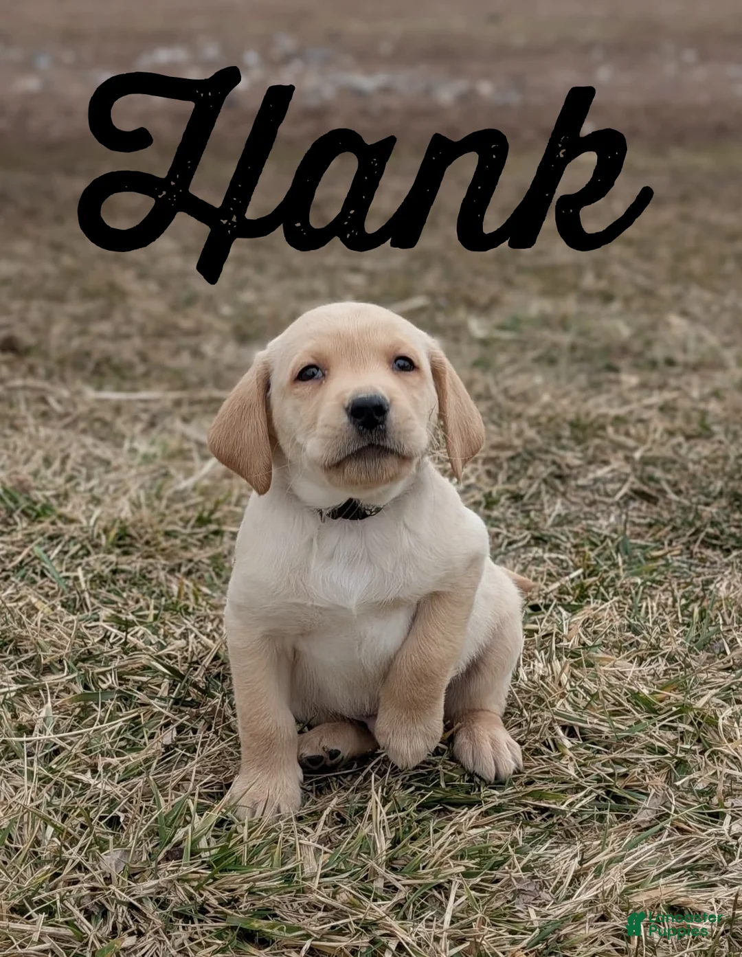 Labrador Retriever dogs for sale: Hank - Ad 2