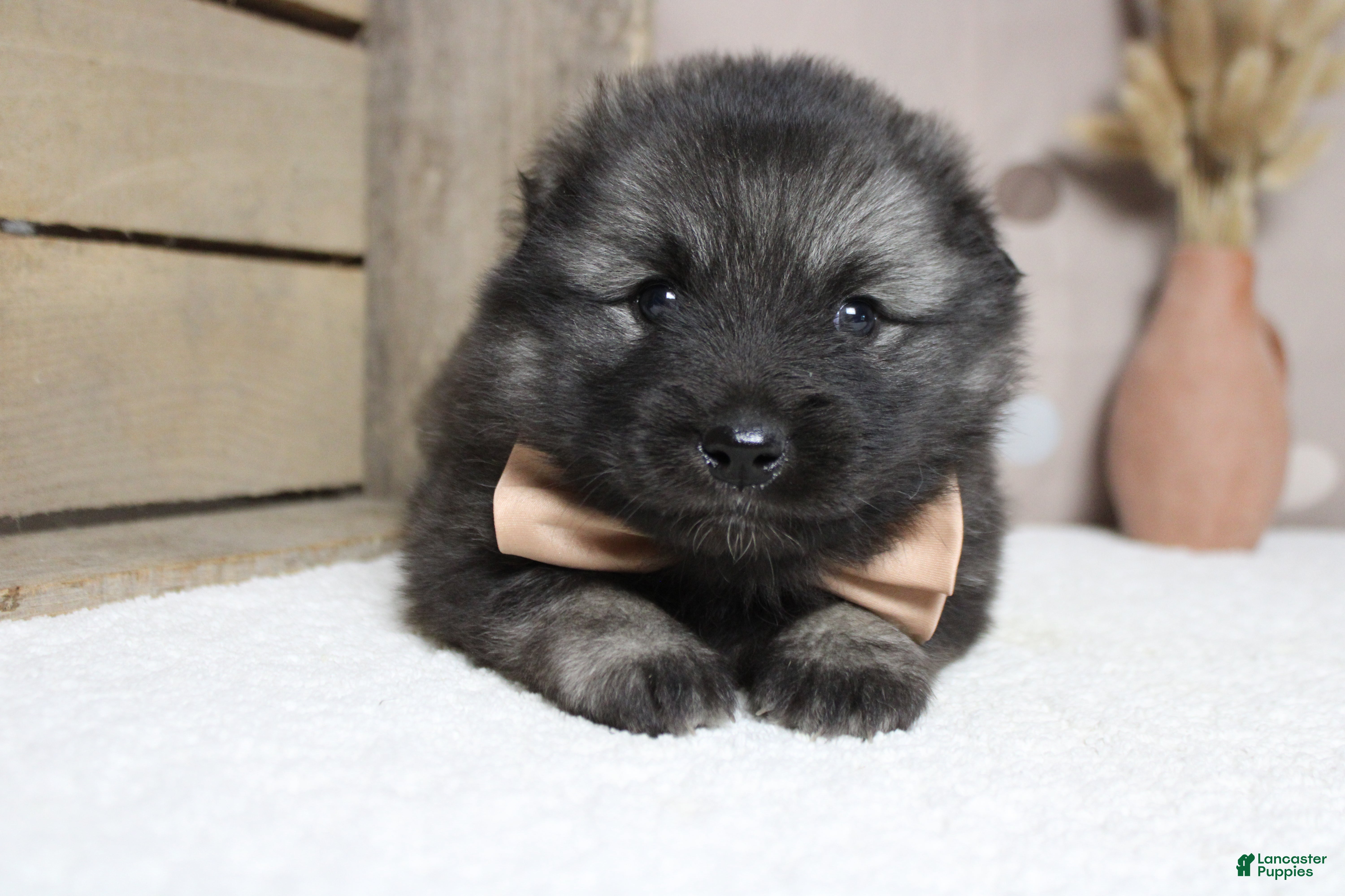 Keeshond dogs Costello  - Ad 5