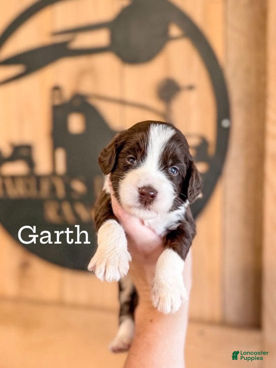 Double Doodle dogs for sale: Garth - Ad 4