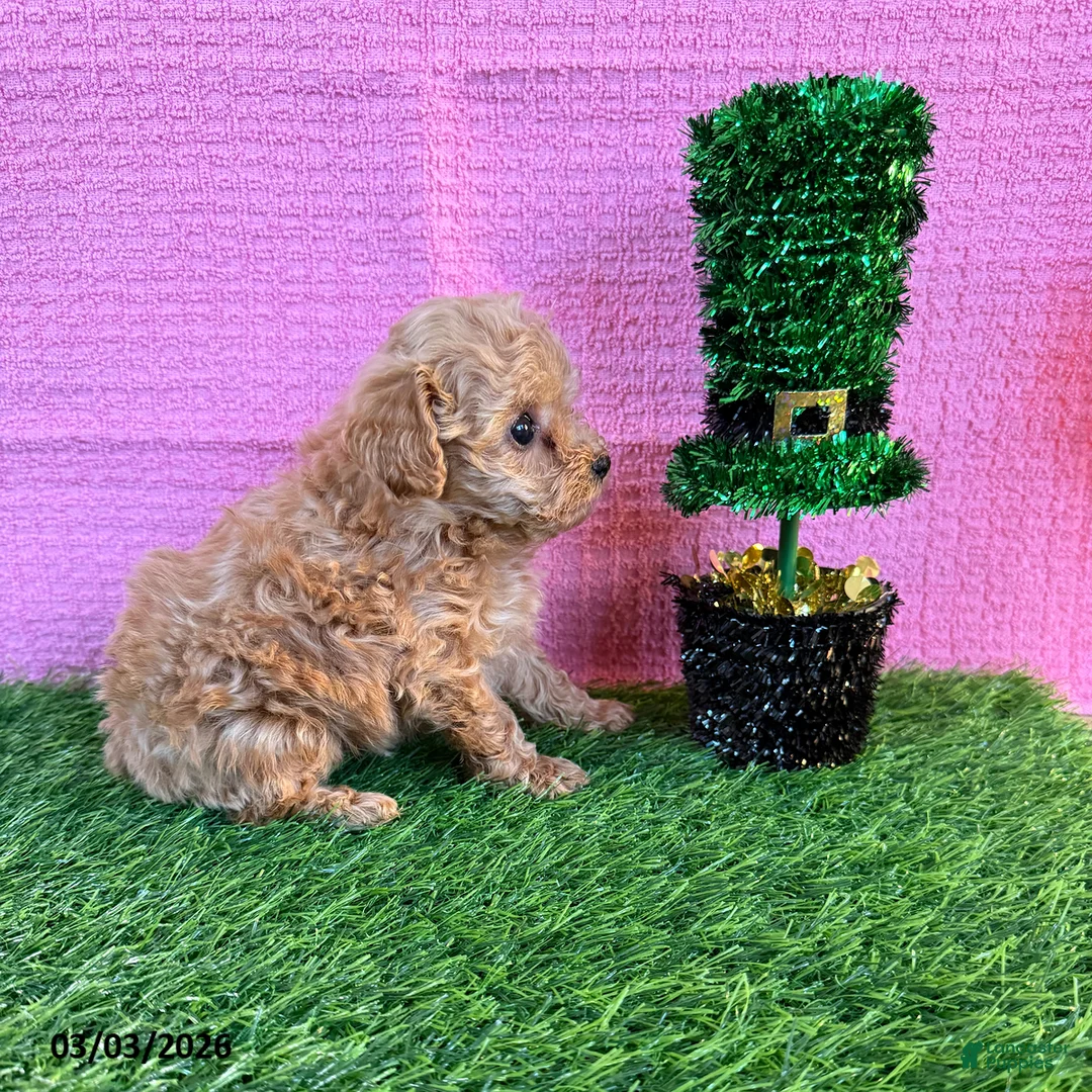 Toy Poodle dogs for sale: Rosina - Ad 4