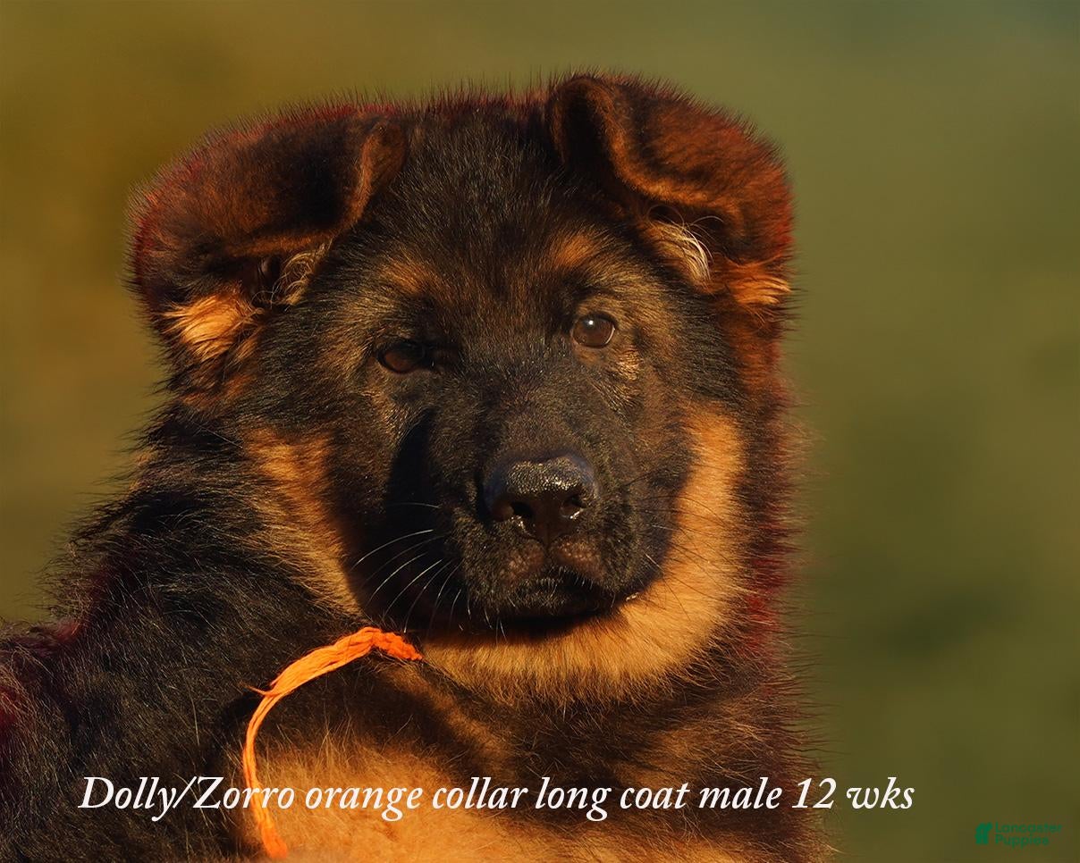 German Shepherd dogs Long coat black/red german shepherd male (Dolly/Conrad litter) - Ad 1