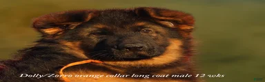 Long coat black/red german shepherd male (Dolly/Conrad litter)