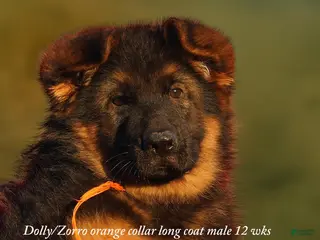 German Shepherd dogs Long coat black/red german shepherd male (Dolly/Conrad litter) - Ad 1