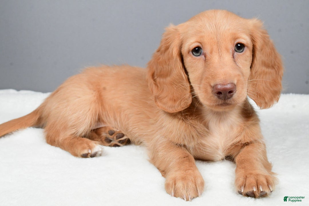 Miniature Dachshund dogs for sale: Virgina - Ad 2