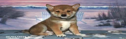 Shiba Inu dogs for sale: Lyndon - Ad 5