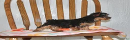 Yorkshire Terrier dogs for sale: Holly - Ad 8