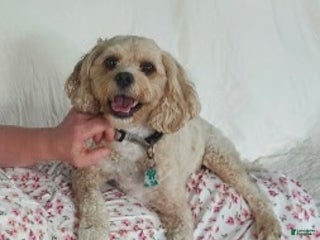 Cavapoo dogs Cavapoo Puppy 2 - Ad 20