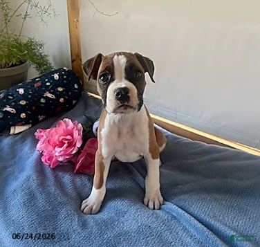 Boxer dogs Soraya - Ad 2