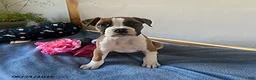 Boxer dogs for sale: Soraya - Ad 2