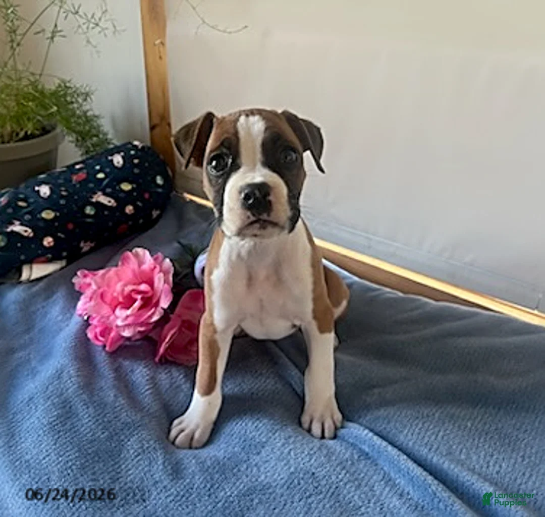 Boxer dogs for sale: Soraya - Ad 2