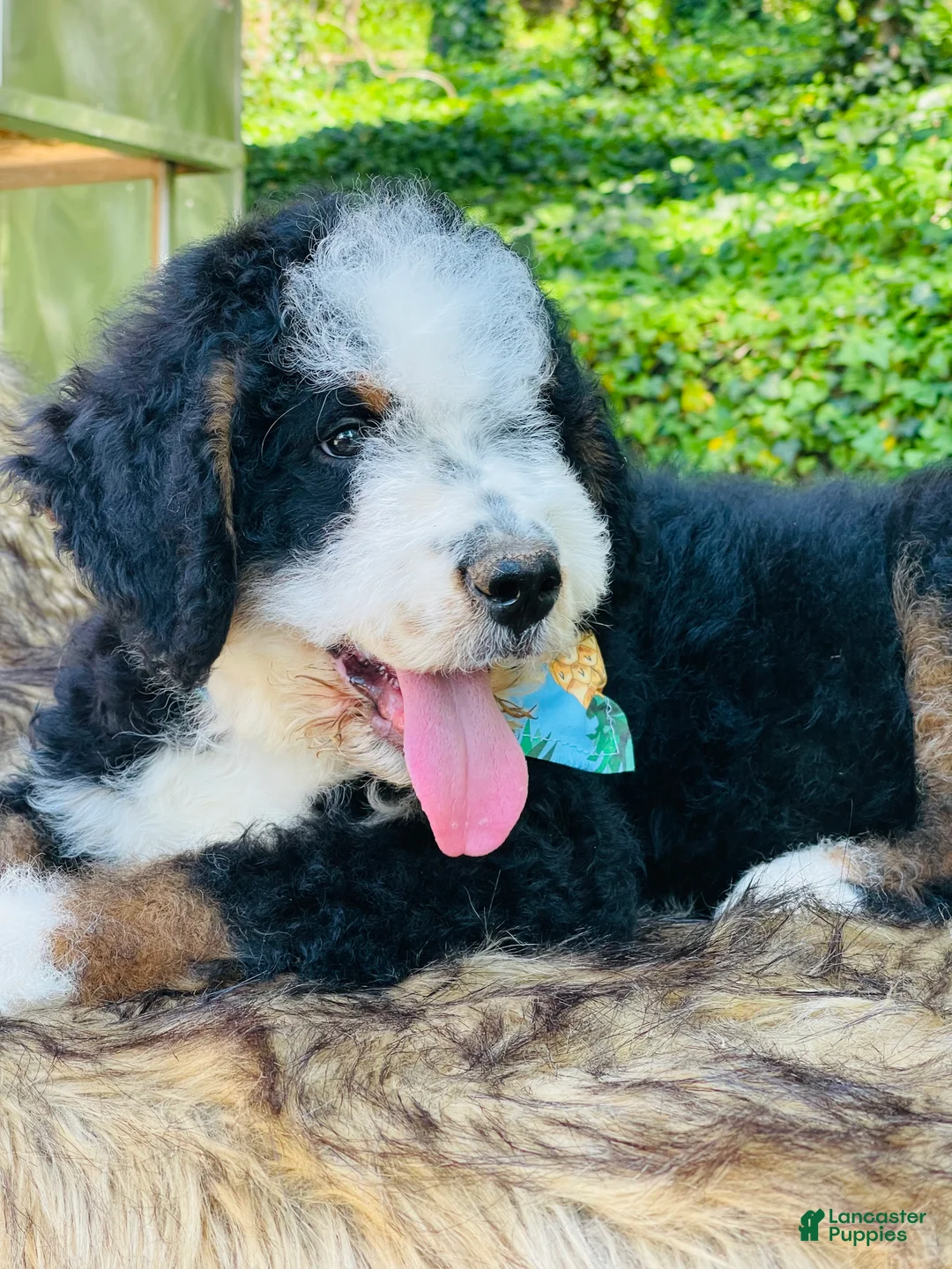 Bernedoodle dogs for sale: Bernedoodle “Mack” ( blue collar) - Ad 2
