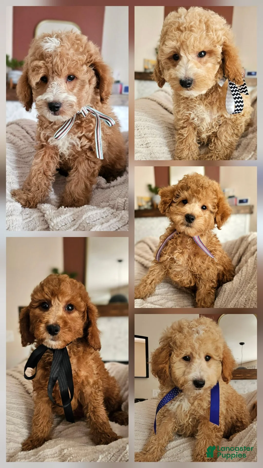 Mixed Breed dogs for sale: Latte – F1B Whoodle Male 🤍☕ - Ad 3