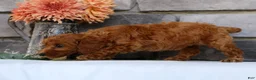 Miniature Poodle dogs for sale: Nina - Ad 9