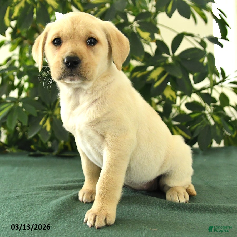 Mixed Breed dogs Macy - Ad 2