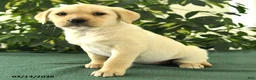 Mixed Breed dogs for sale: Macy - Ad 2
