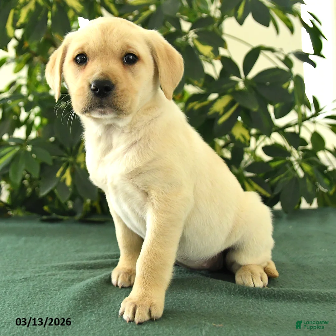 Mixed Breed dogs for sale: Macy - Ad 2