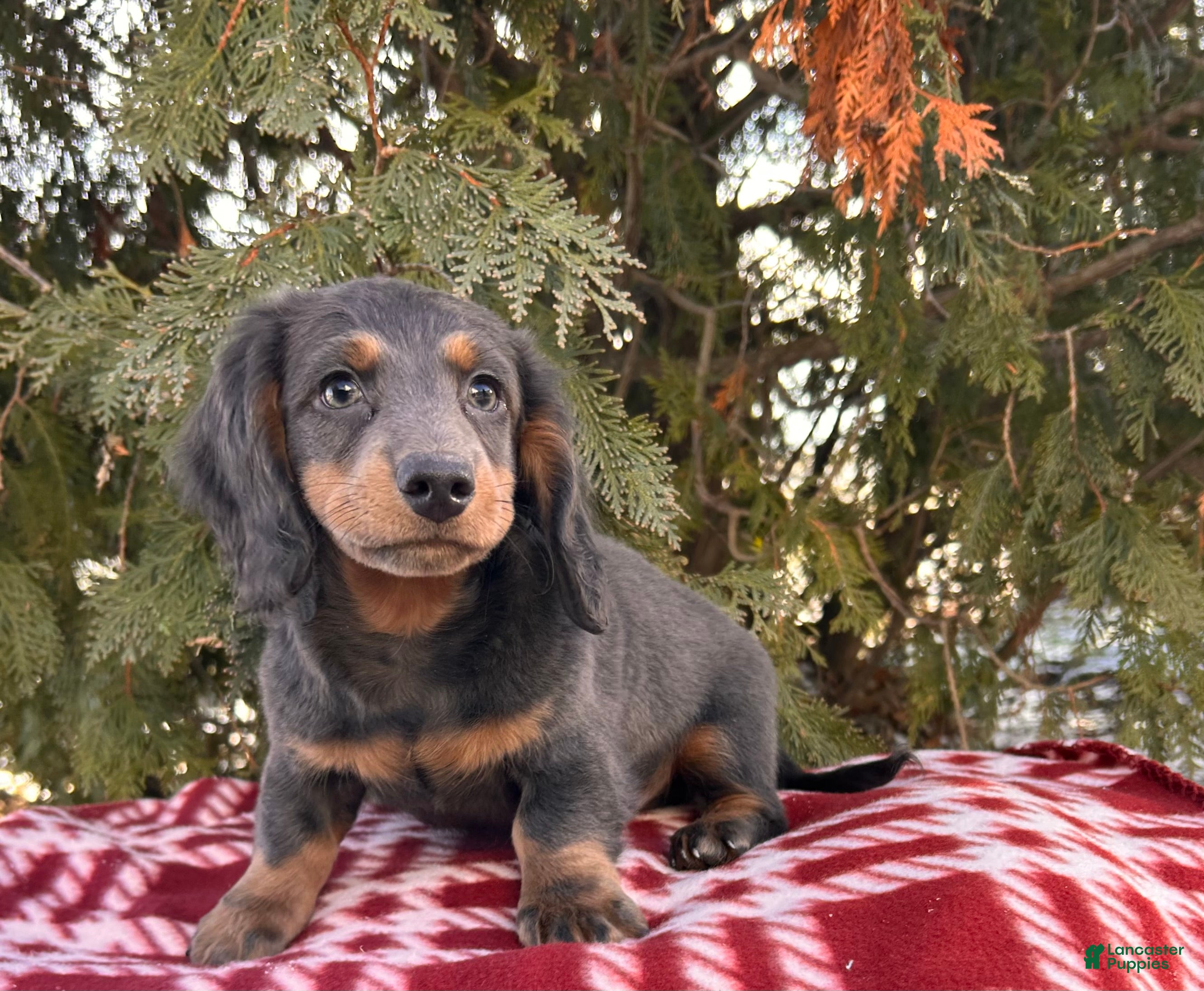 Dachshund dogs Cole - Ad 4