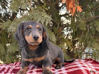 Dachshund dogs Cole - Ad 4