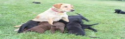 Labrador Retriever dogs for sale: Diesel  - Ad 8