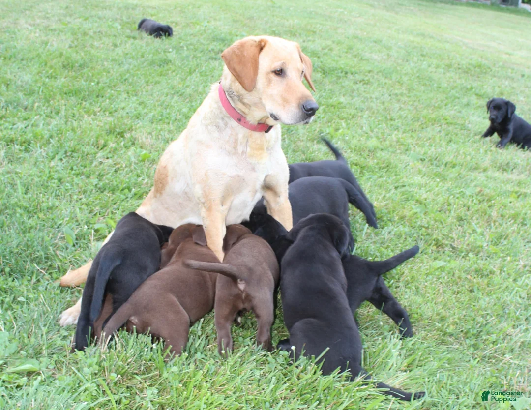 Labrador Retriever dogs for sale: Diesel  - Ad 8