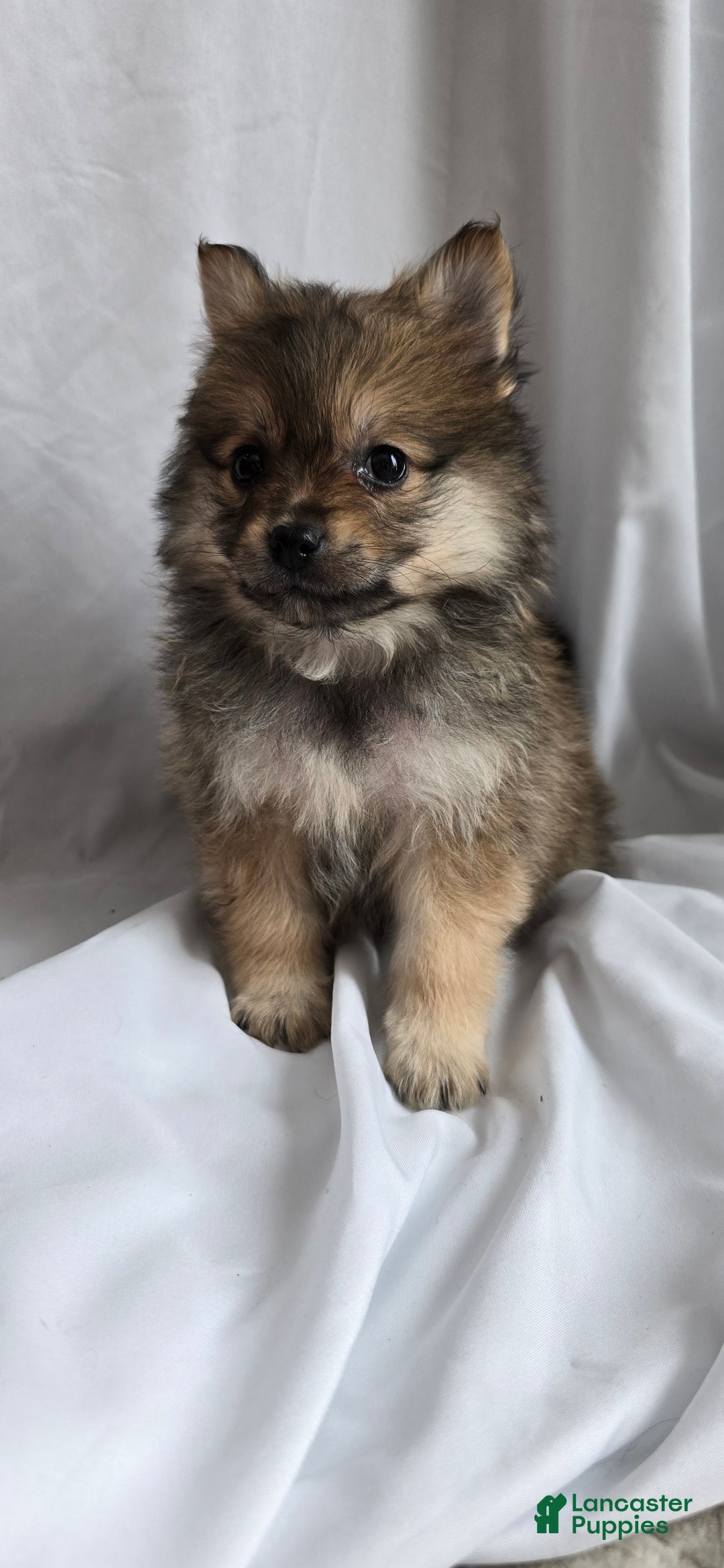 Pomapoo dogs for sale: Pomapoo Puppy 3 - Ad 2