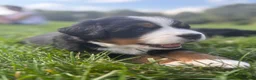 Bernese Mountain Dog dogs for sale: Oakley - Ad 4