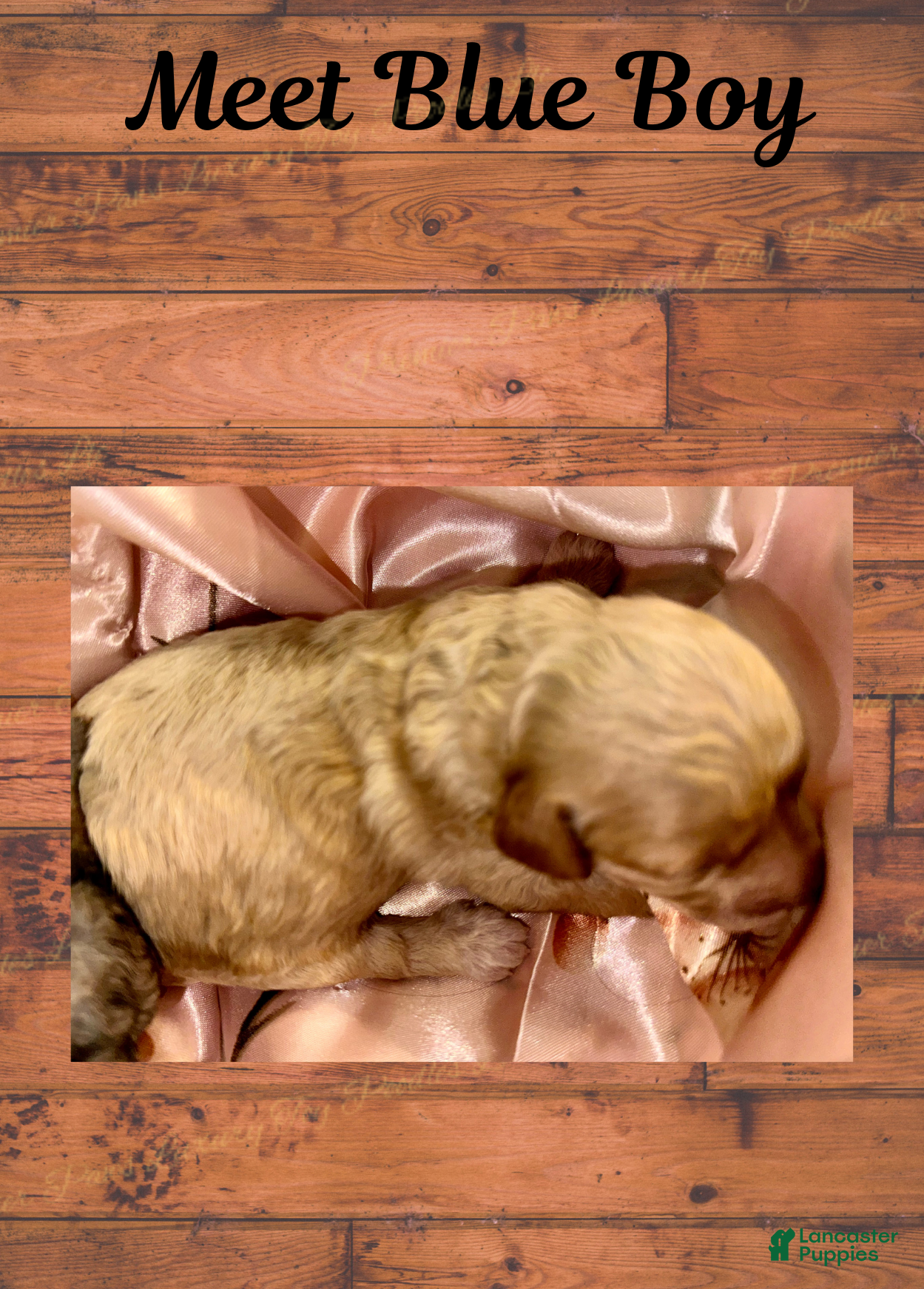 Toy Poodle dogs Toy Poodle Puppy 2 - Ad 17