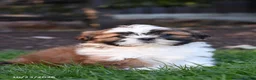Shih Tzu dogs for sale: Autumn - Ad 3