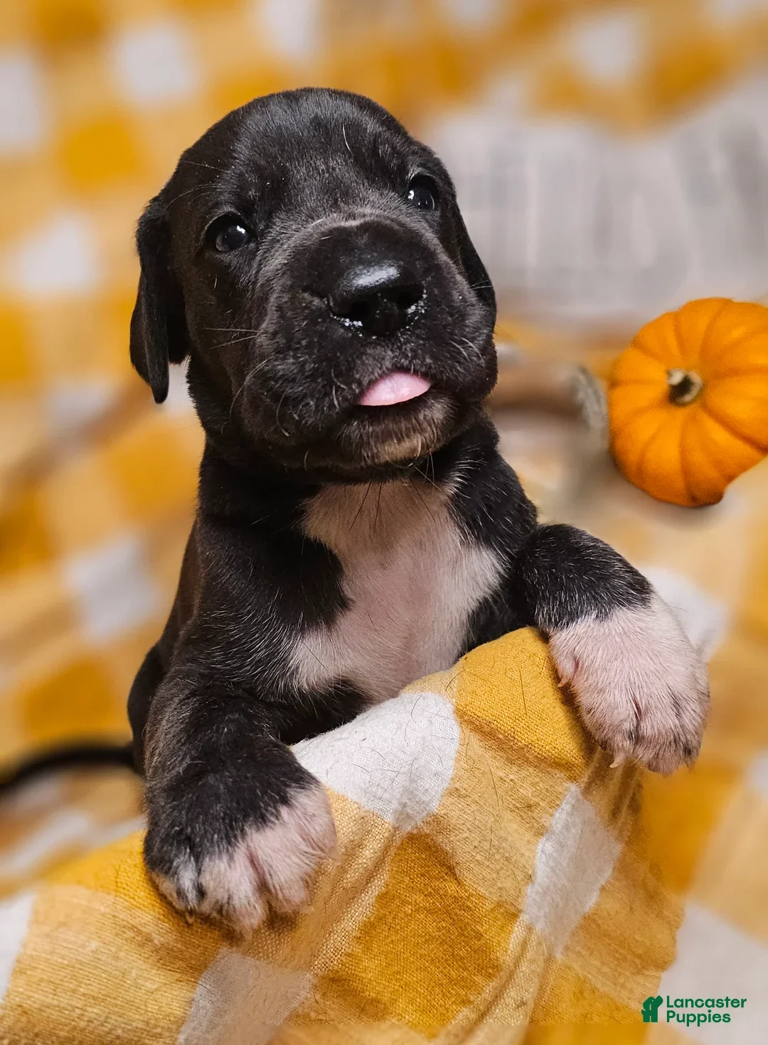 Great Dane dogs for sale: Ebony - Ad 6