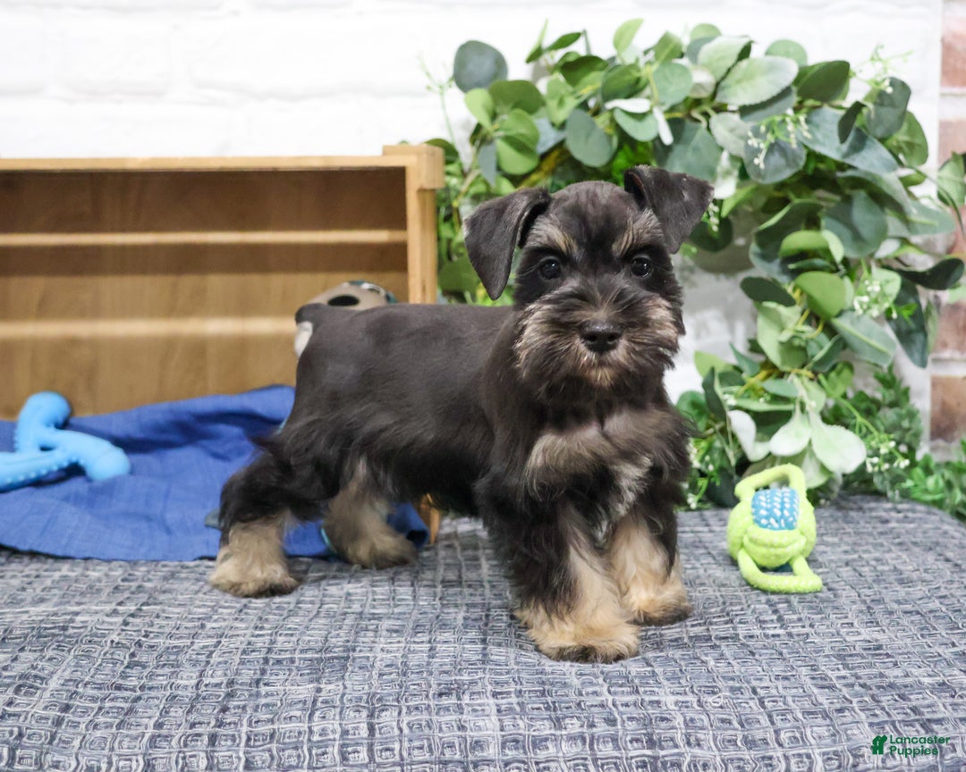 Miniature Schnauzer dogs for sale: Pablo - Ad 4