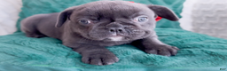 French Bulldog dogs for sale: Vixen Blue Fluffy Carrier - Ad 9
