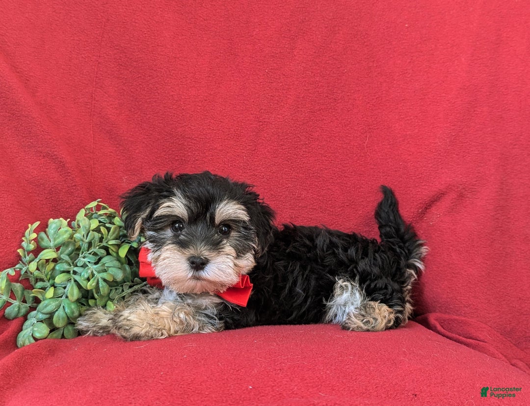Morkie dogs for sale: Chas 6 lbs Full Grown - Ad 7