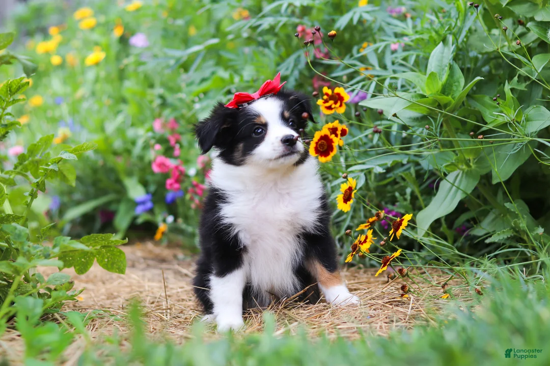 Toy Australian Shepherd dogs for sale: Rory - Ad 1