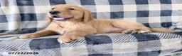 Golden Retriever dogs for sale: Dixie - Ad 3