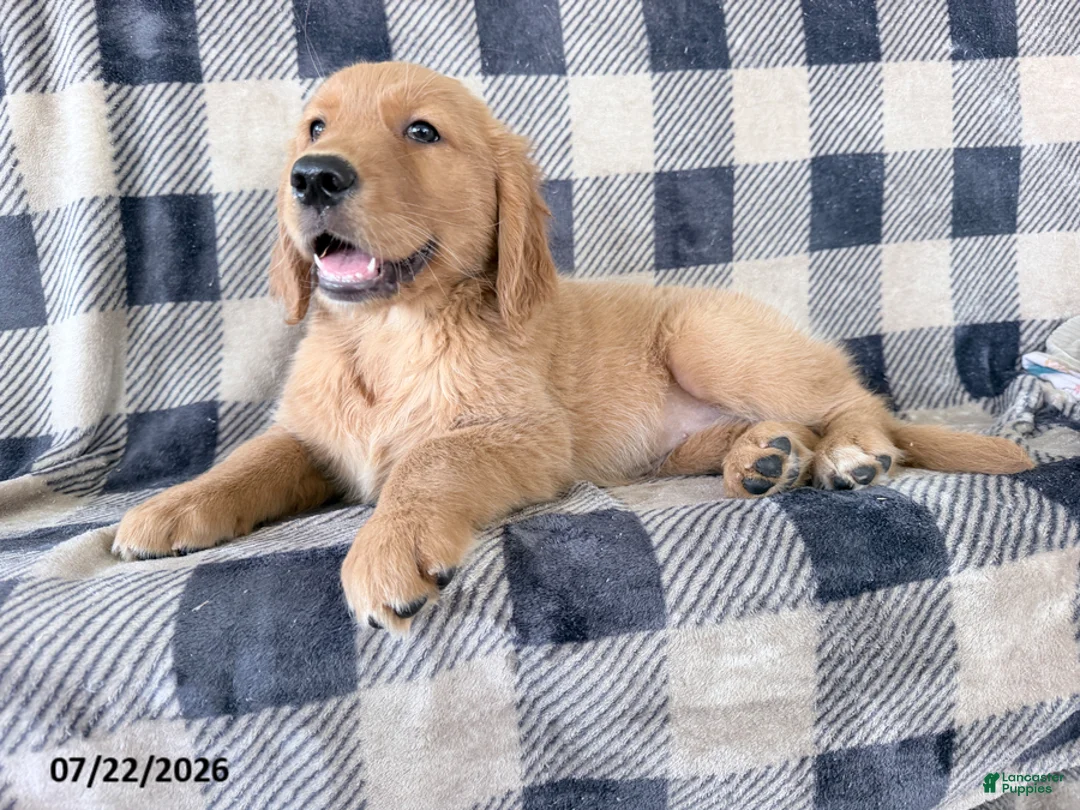 Golden Retriever dogs for sale: Dixie - Ad 3