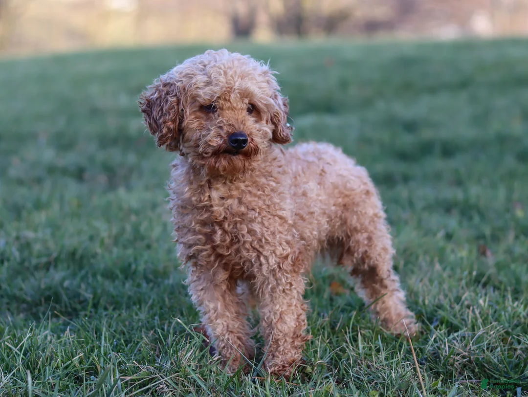 Maltipoo dogs for sale: Finn - Ad 9