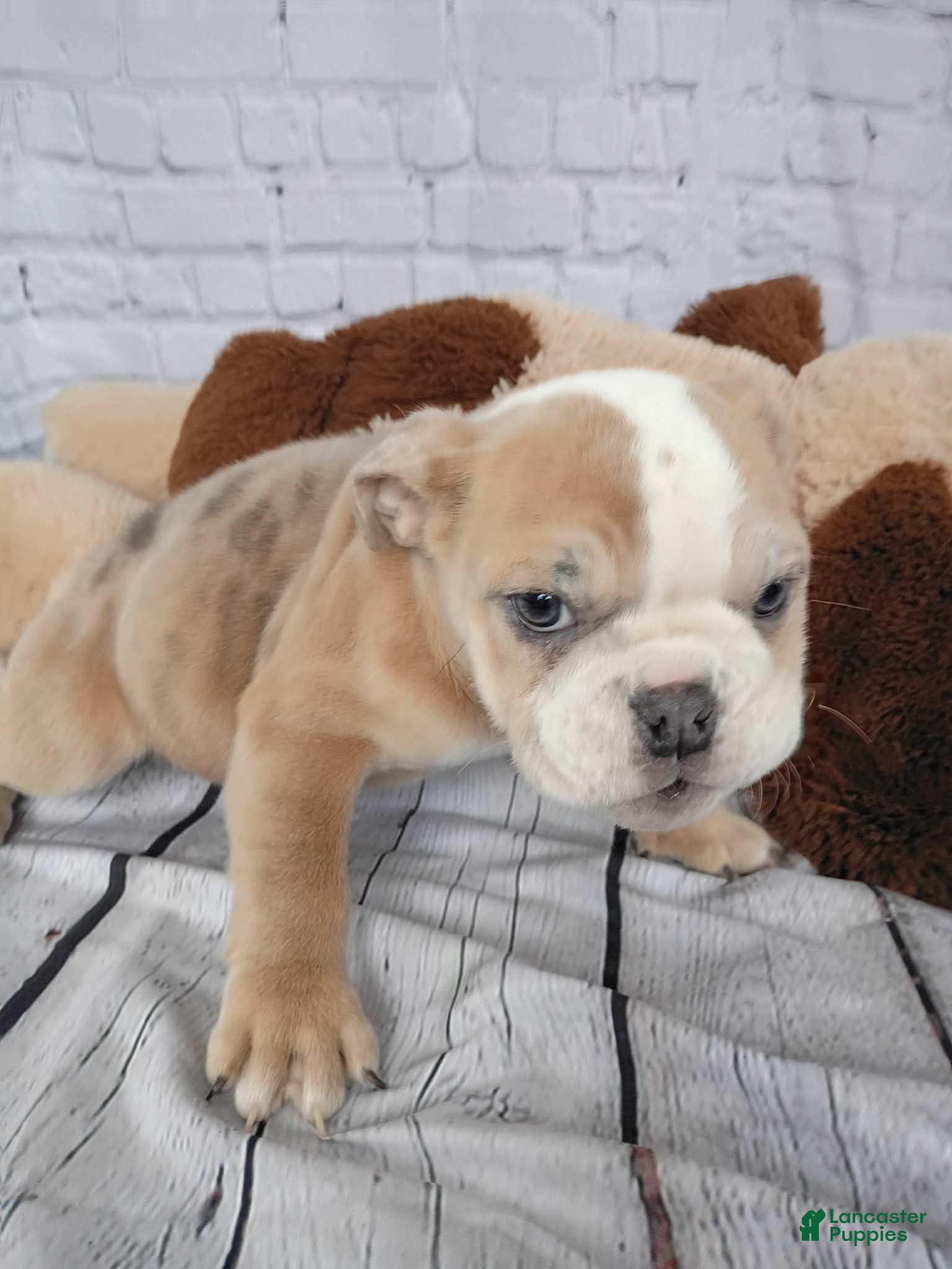 English Bulldog dogs Liz - Ad 1