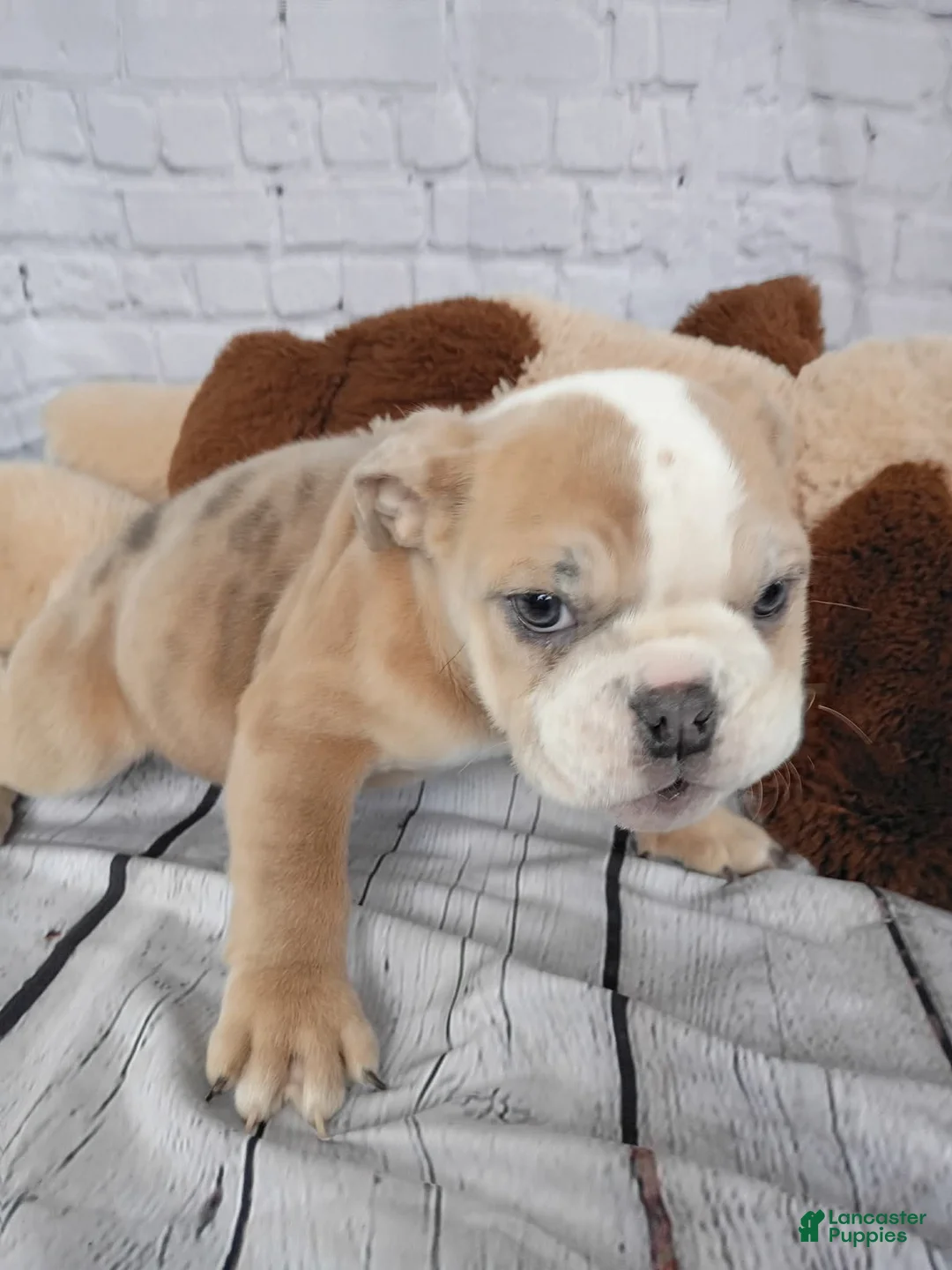 English Bulldog dogs for sale: Liz - Ad 1