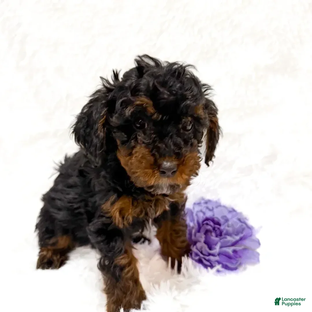Cavapoo dogs for sale: Juniper - Ad 1