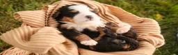 Mini Bernedoodle dogs for sale: Mercedes Mini Bernedoodle  - Ad 6