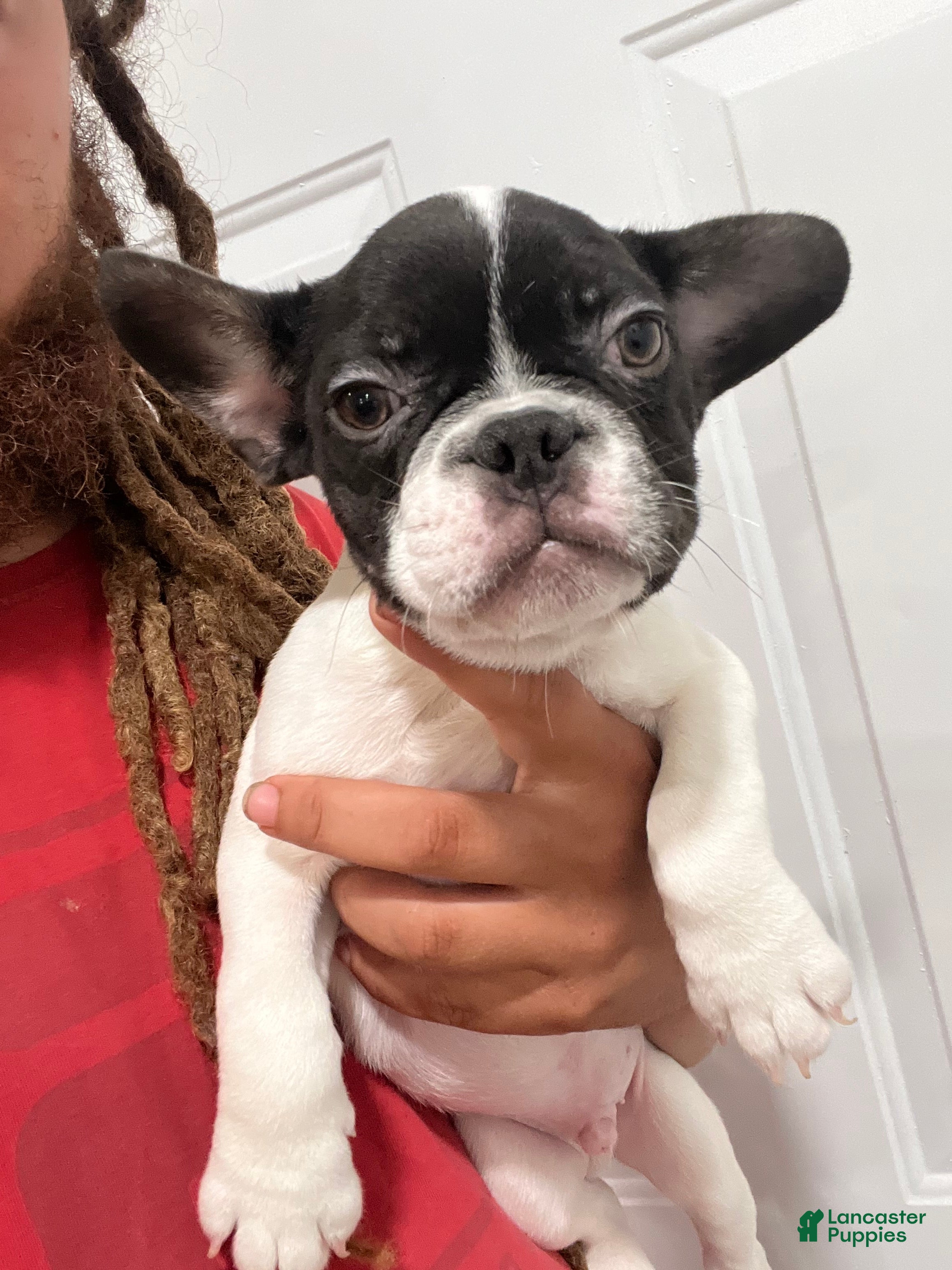 French Bulldog dogs Oreo - Ad 12