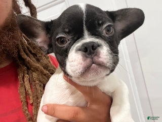 French Bulldog dogs Oreo - Ad 6