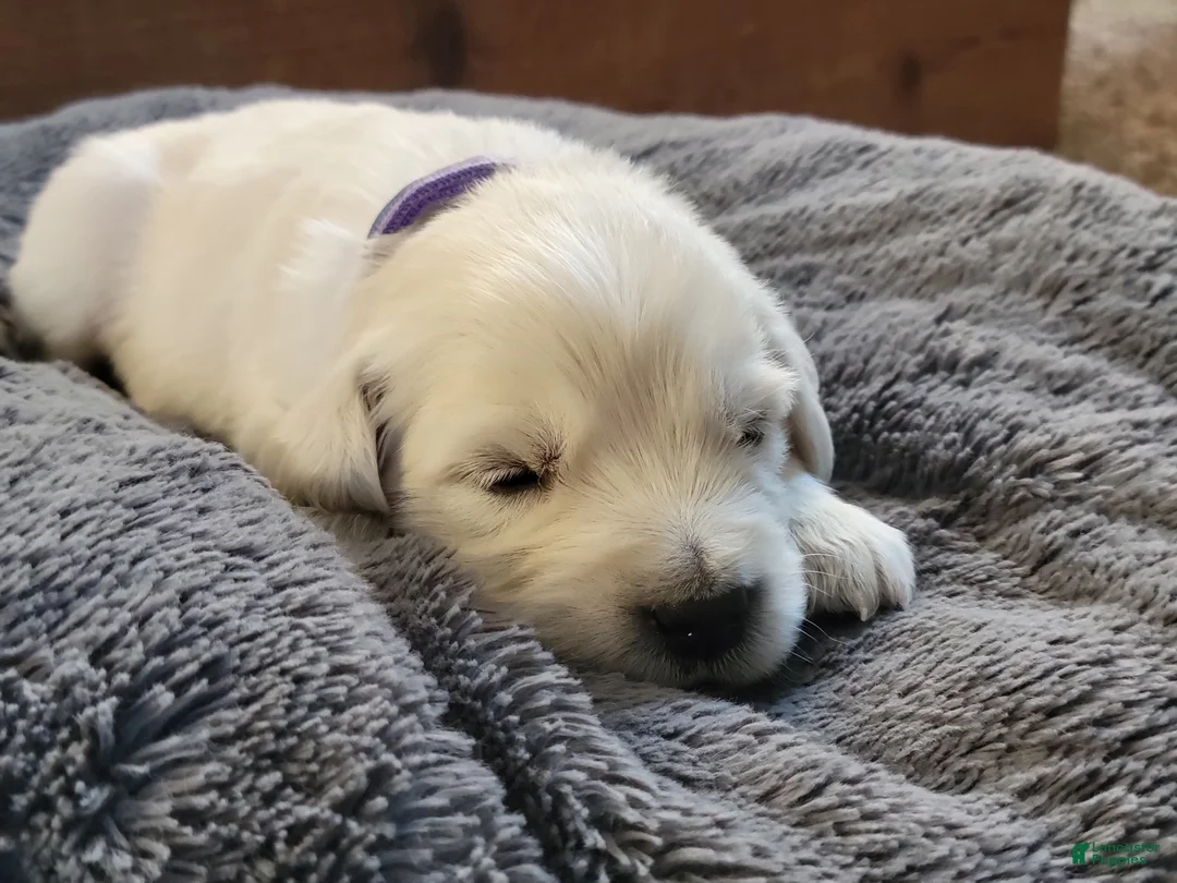 Golden Retriever dogs for sale: Cinnamon Toast Crunch - Ad 1