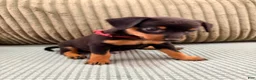Miniature Pinscher dogs for sale: Luke - Ad 5