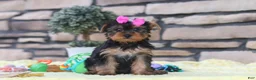 Yorkshire Terrier dogs for sale: Lucy - Ad 8