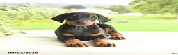 Doberman Pinscher dogs for sale: Zinnia - Ad 4