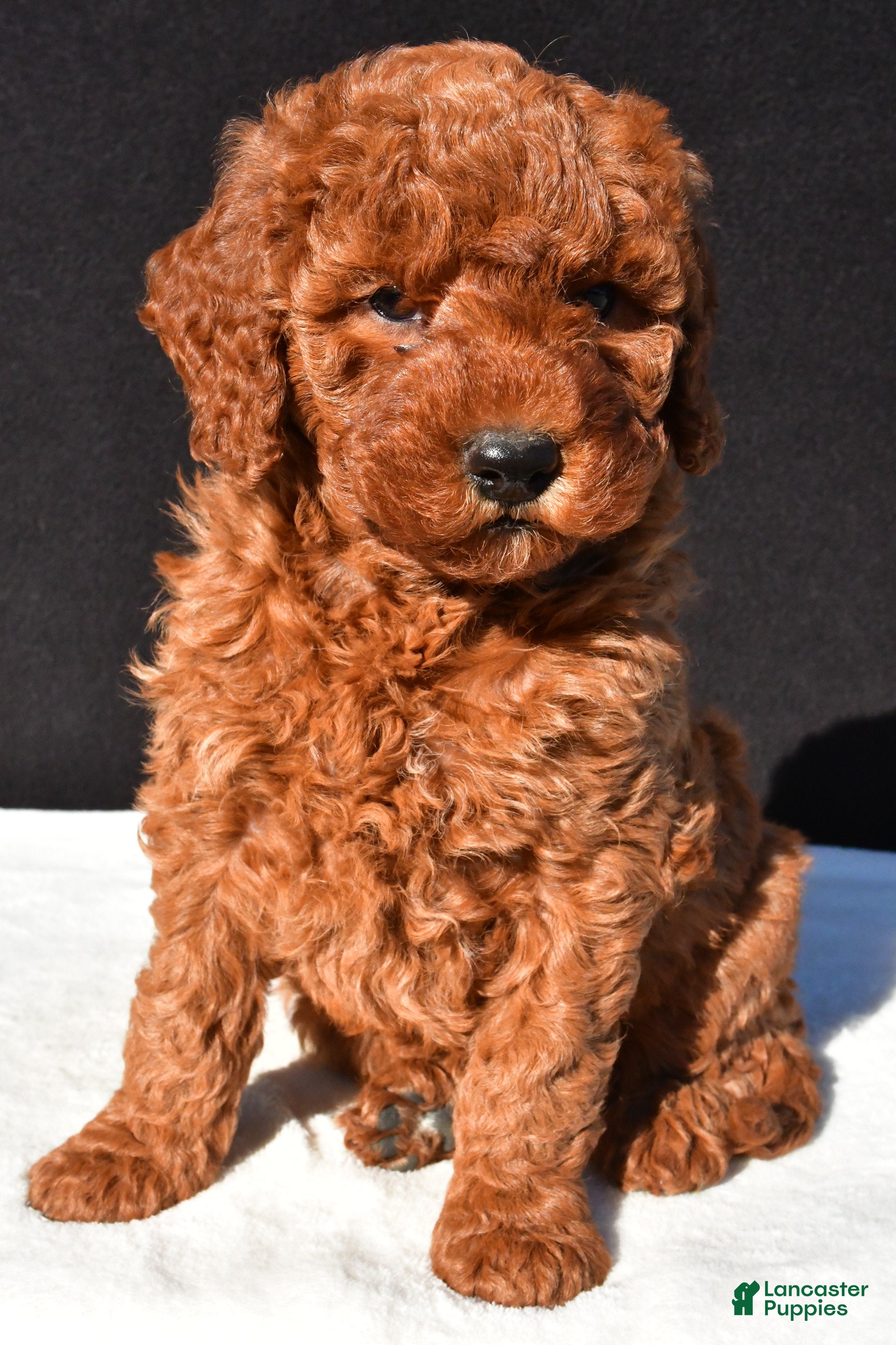 Mini Goldendoodle dogs Olivia - Ad 1