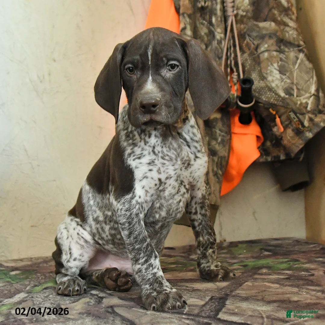 German Shorthaired Pointer dogs for sale: Hunter - Ad 2