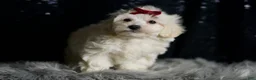 Maltipoo dogs for sale: Demeter - Ad 3