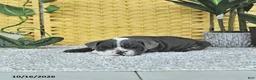 English Bulldog dogs for sale: Arlo - Ad 2